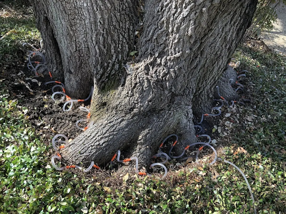 Detailed Tree Cabling and Bracing job site in Norton