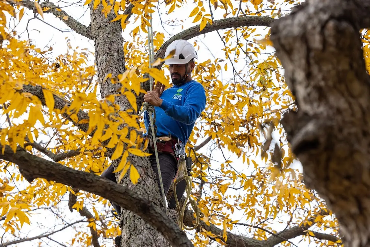 Skilled Tree Pruning crew working in Norton